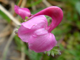 Pedicularis pyrenaica